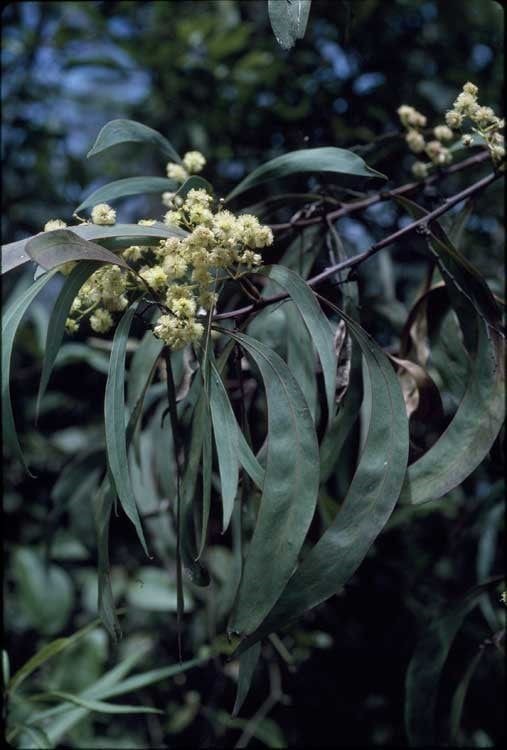 Acacia mabellae