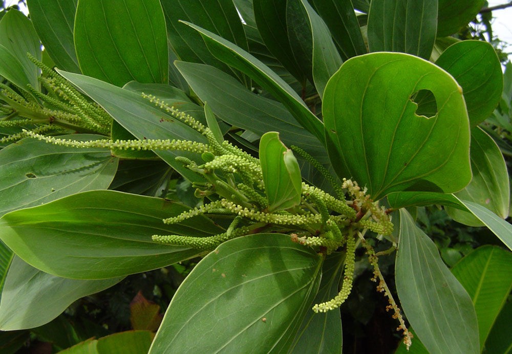 Acacia mangium