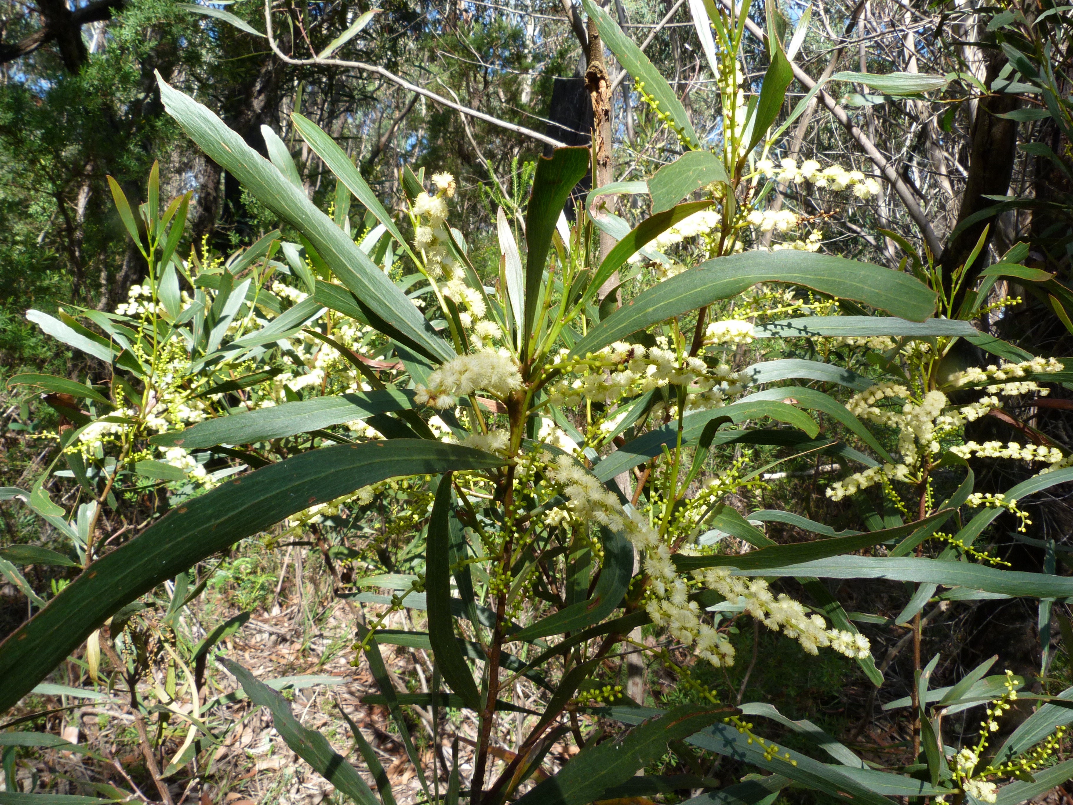 Acacia obtusifolia