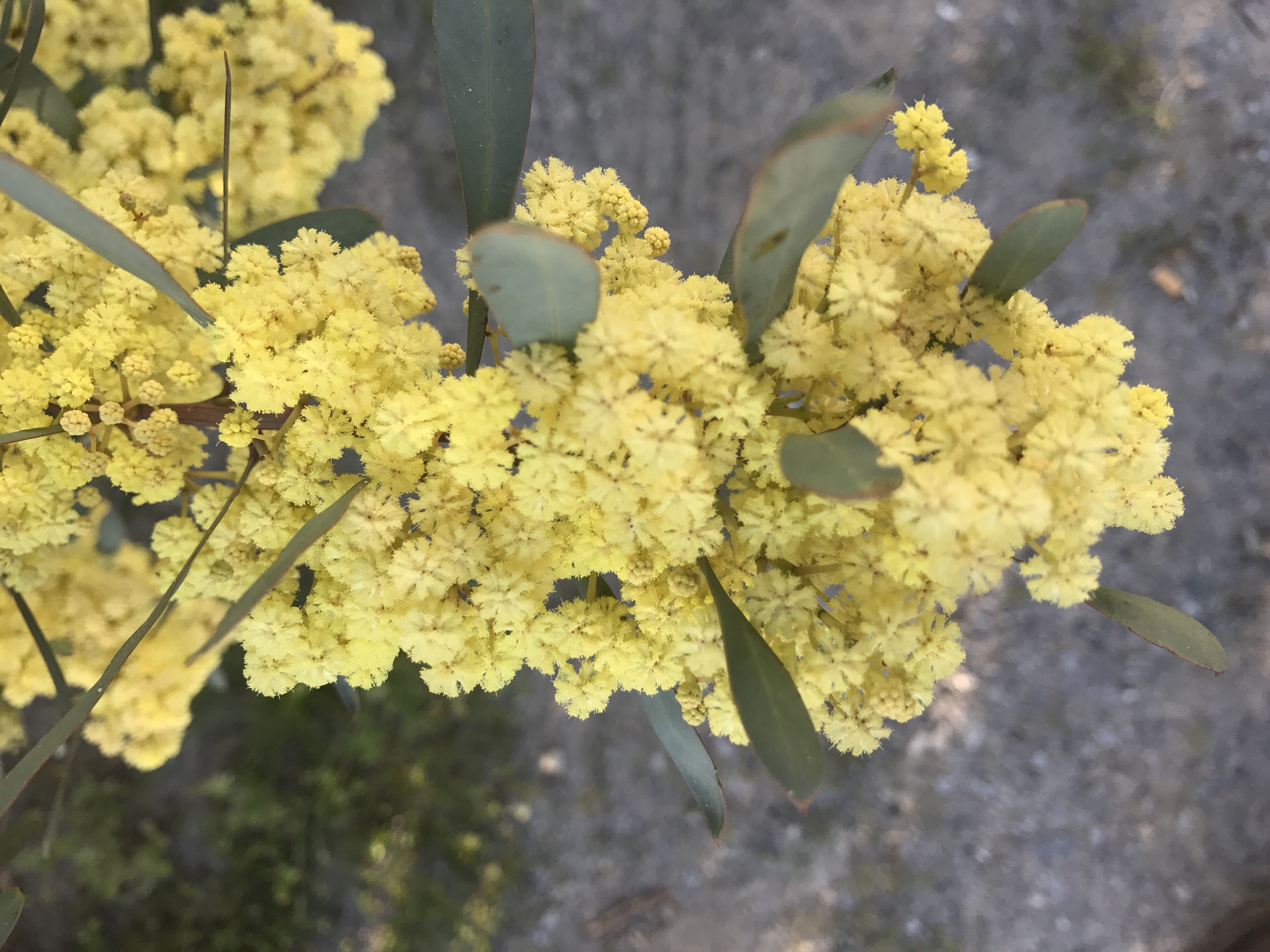 Acacia retinodes glauca