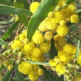 Acacia retinodes lisette