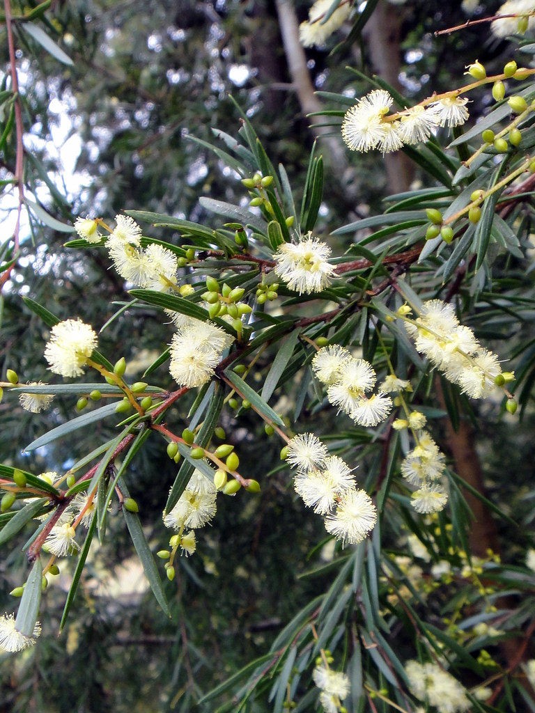 Acacia riceana