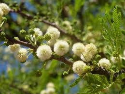 Acacia robusta