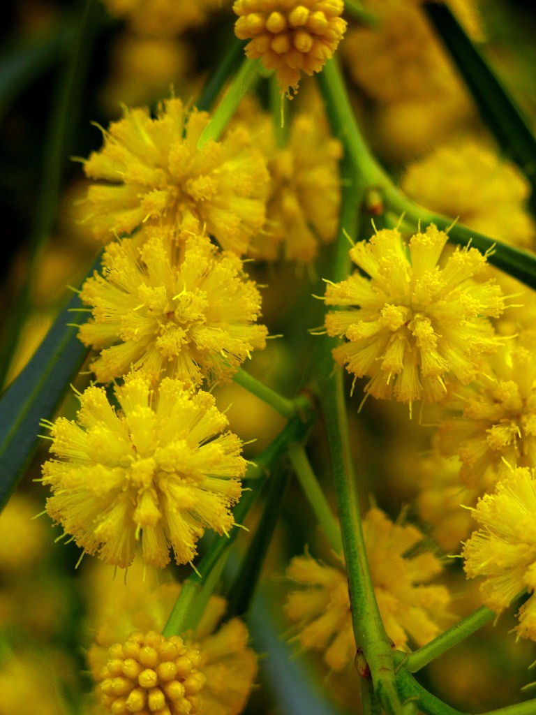 Acacia semperflorens