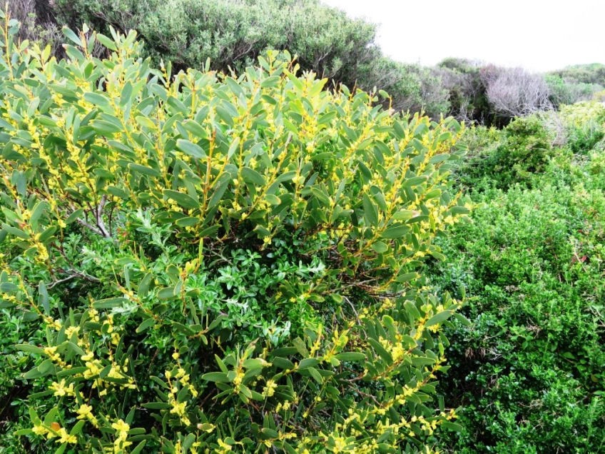 Acacia sophorae the coastal wattle