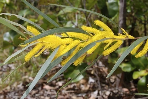 Acacia torulosa