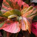 Acalypha