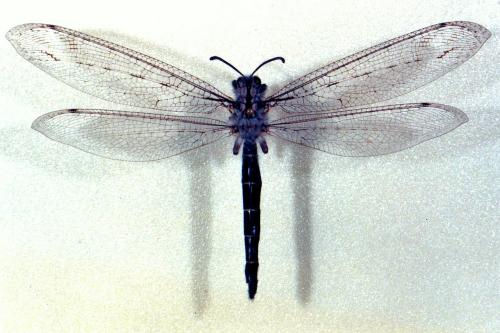 Acanthaclisis occitanica 1