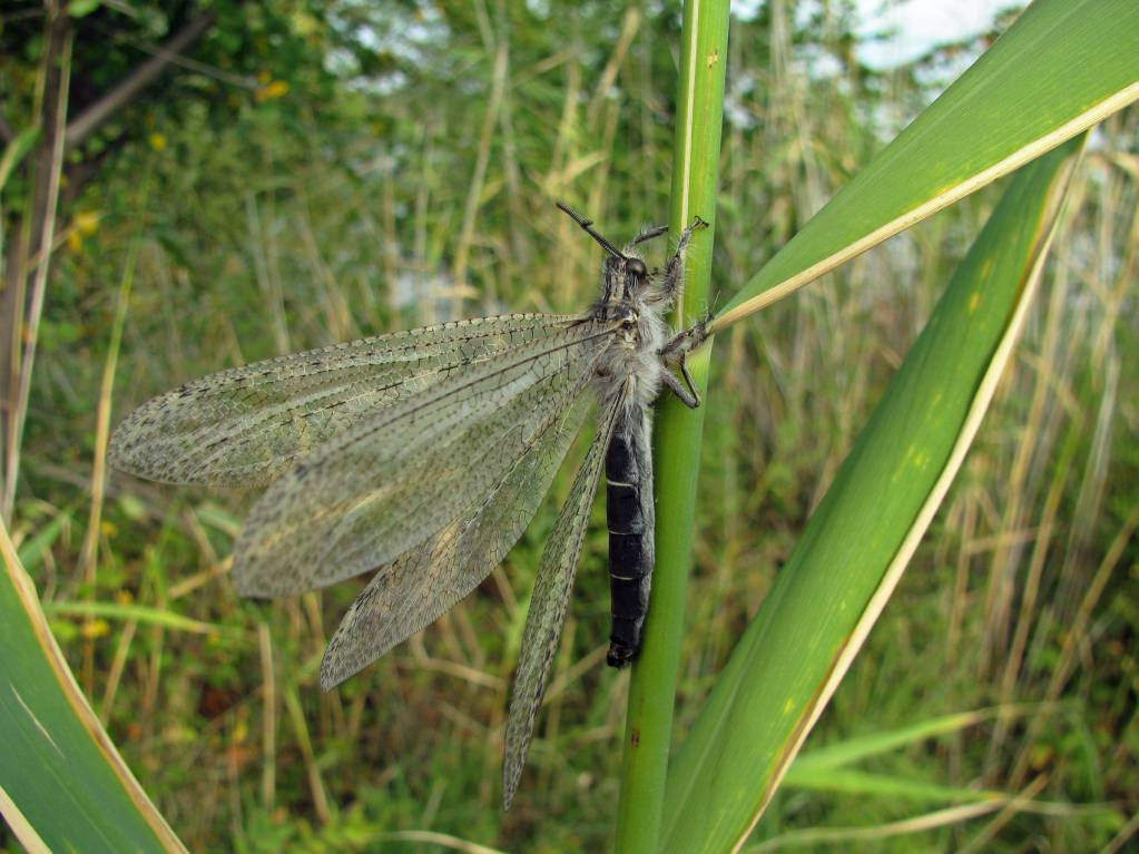 Acanthaclisis occitanica 2