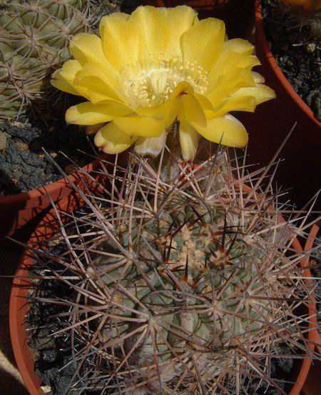 Acanthocalycium catamarcense 