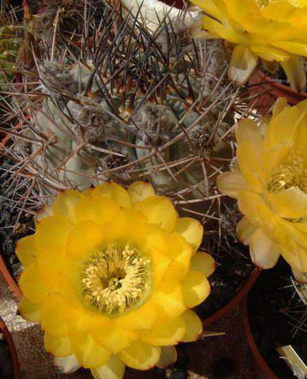 Acanthocalycium glaucum