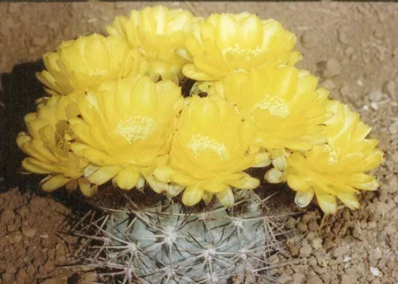 Acanthocalycium griseum