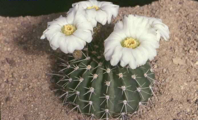 Acanthocalycium klimpelianum