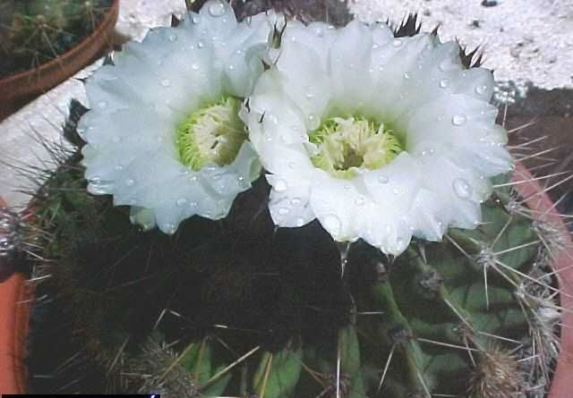 Acanthocalycium peitscherianum