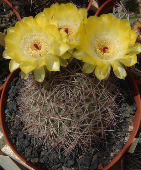 Acanthocalycium sp B183