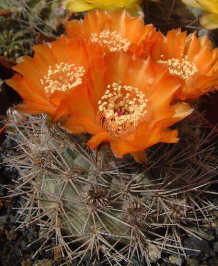 Acanthocalycium sp B31