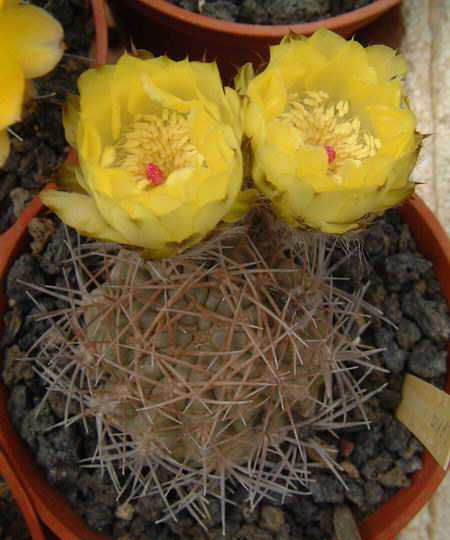 Acanthocalycium sp Pilz