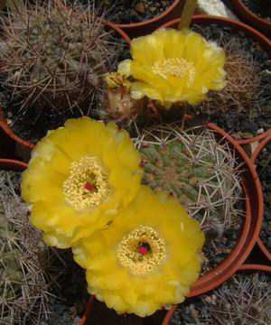 Acanthocalycium thionanthum Dscf1572