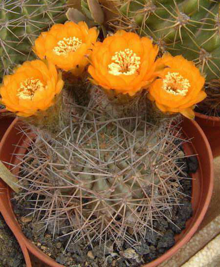 Acanthocalycium variiflorum Dscf1849