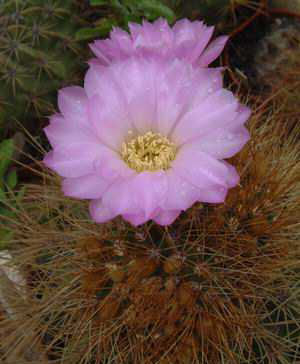 Acanthocalycium violaceum Dscf1495