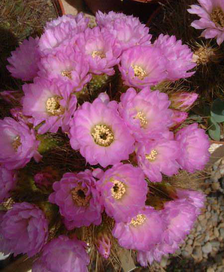 Acanthocalycium violaceum (fl.) DSCF1665