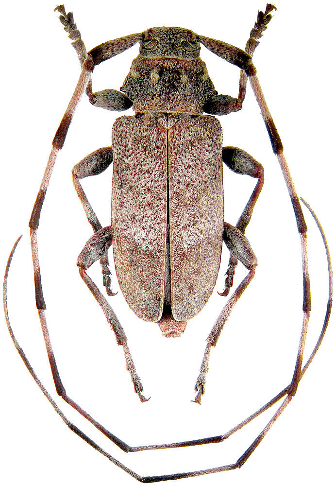 Acanthocinus aedilis