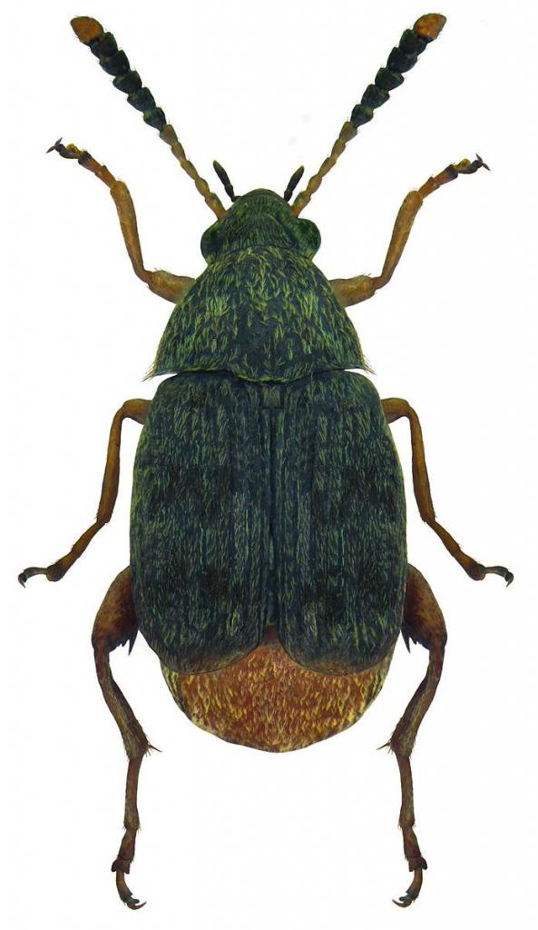 Acanthoscelides obtectus