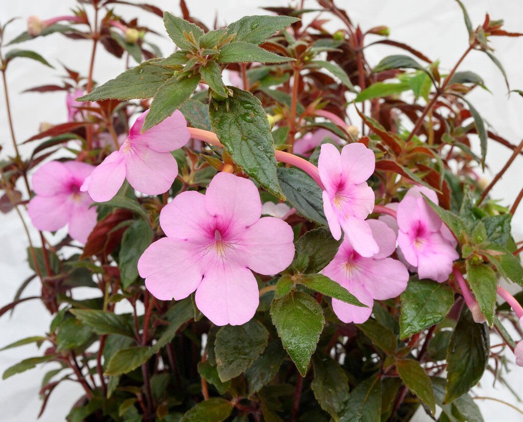 Achimenes