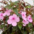 Achimenes