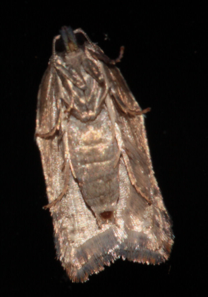 Acleris