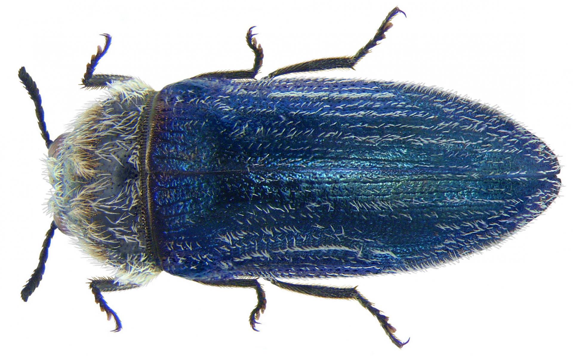 Acmaederella villosula