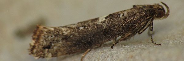 Acrolepiopsis assectella 1