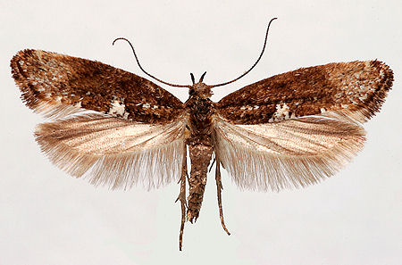 Acrolepiopsis assectella