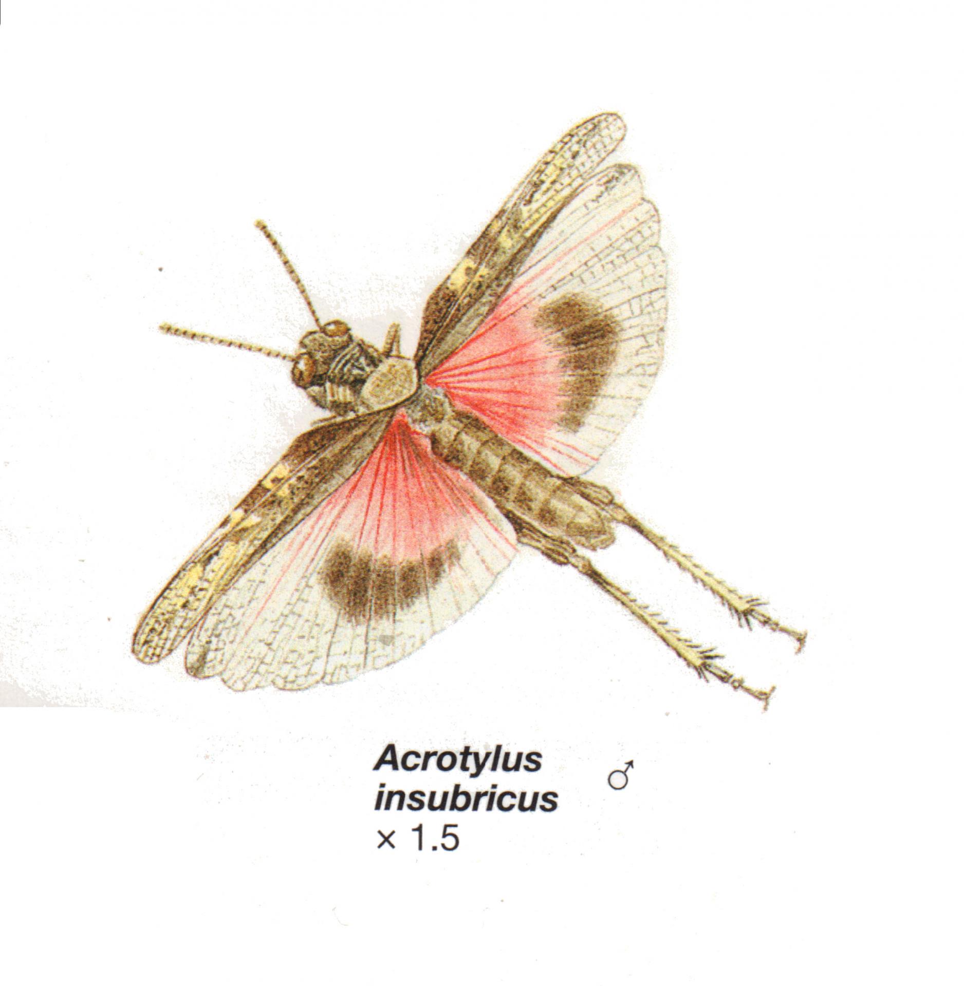Acrotylus insubricus