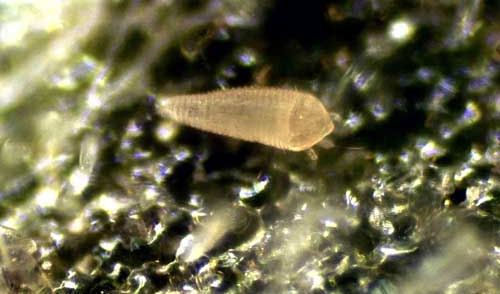 Aculops lycopersici