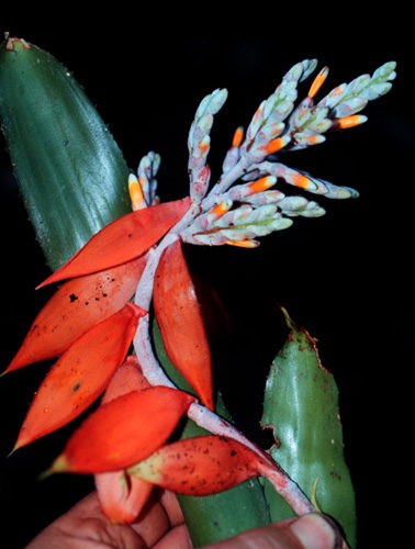 Aechmea abbreviata
