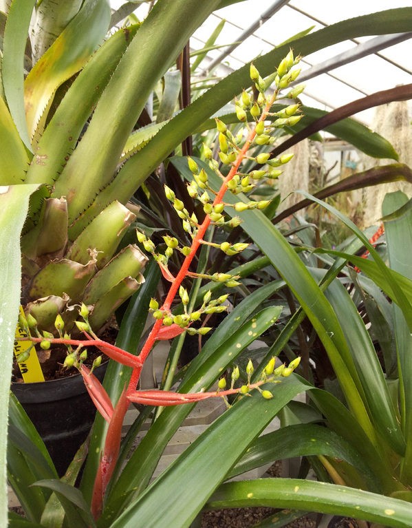 Aechmea aciculosa