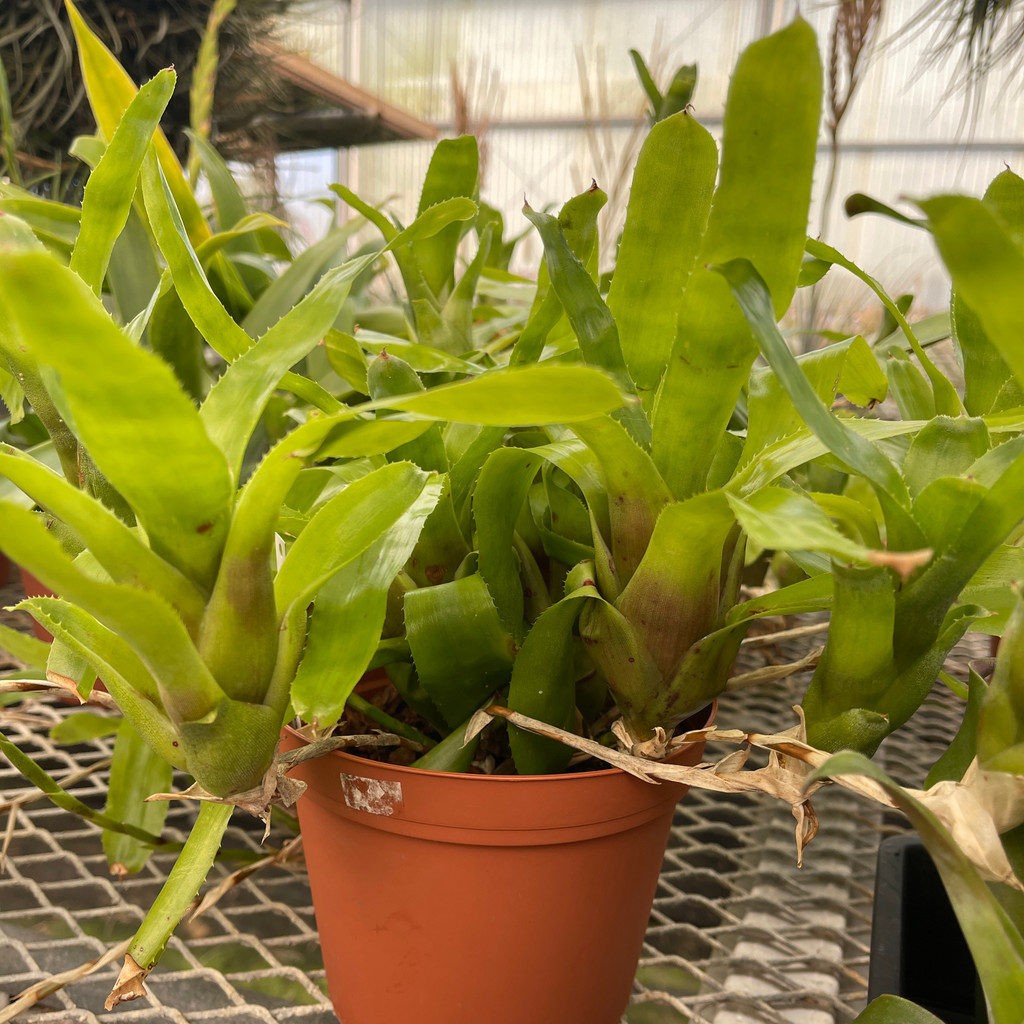 Aechmea aculeatosepala