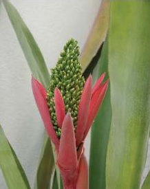Aechmea aenigmatica