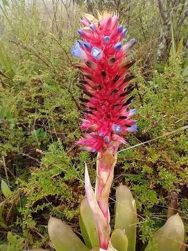 Aechmea aiuruocensis