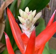 Aechmea alba