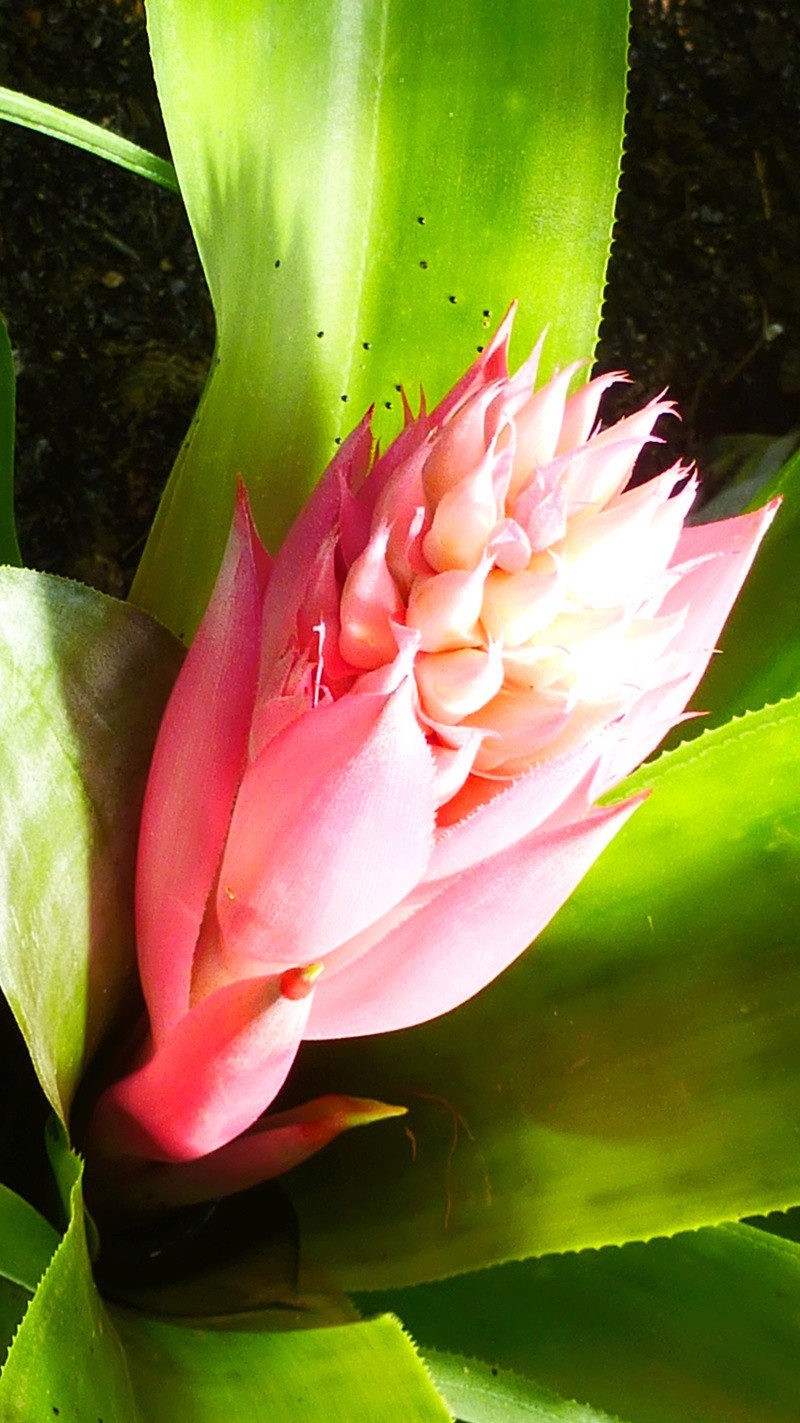 Aechmea allenii