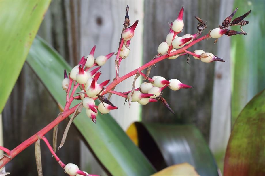 Aechmea amicorum