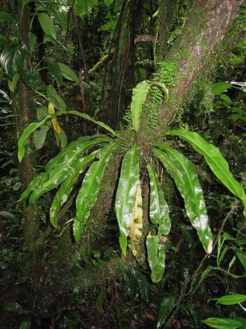 Aechmea amorimii