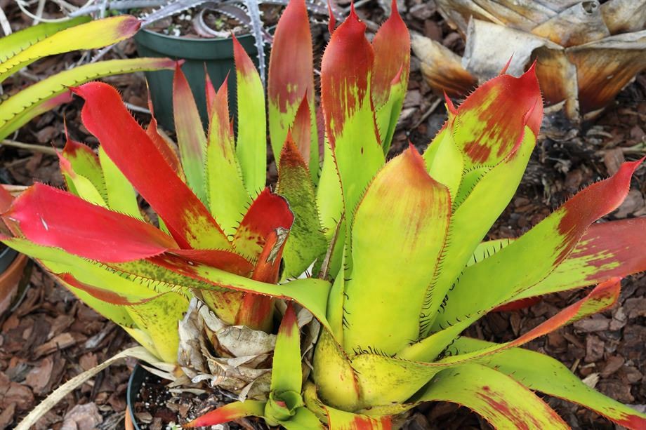 Aechmea ampla
