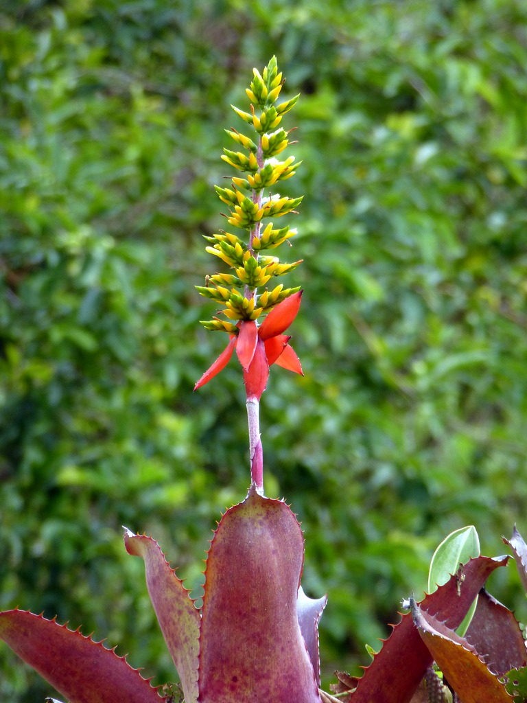 Aechmea angustifolia