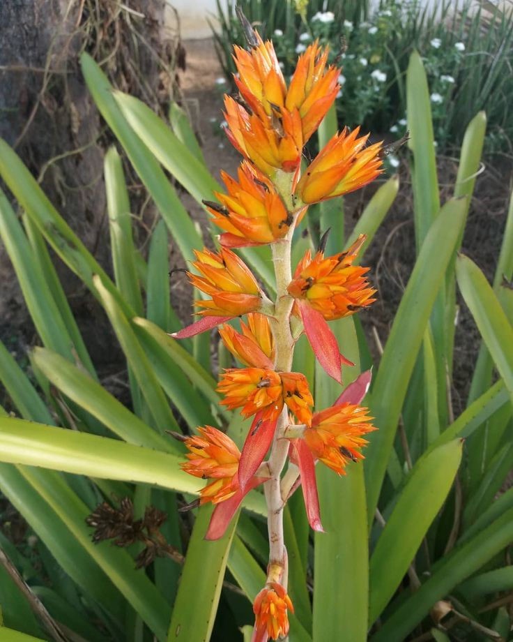 Aechmea aquilega