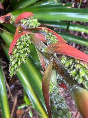 Aechmea araneosa