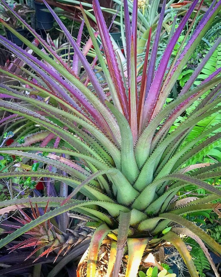 Aechmea arenaria