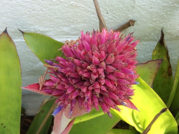 Aechmea aripensis